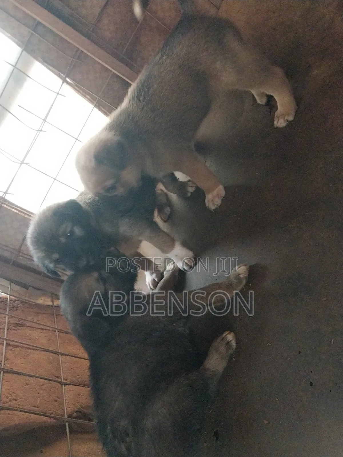 1-3 months Female Mixed Breed German Shepherd