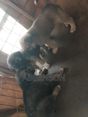 1-3 months Female Mixed Breed German Shepherd
