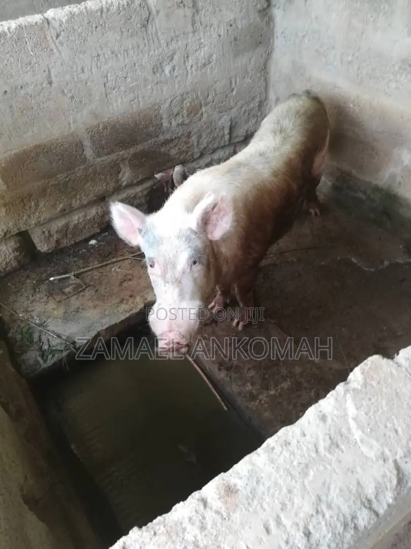 Pigs for Sale