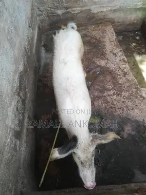 Pigs for Sale