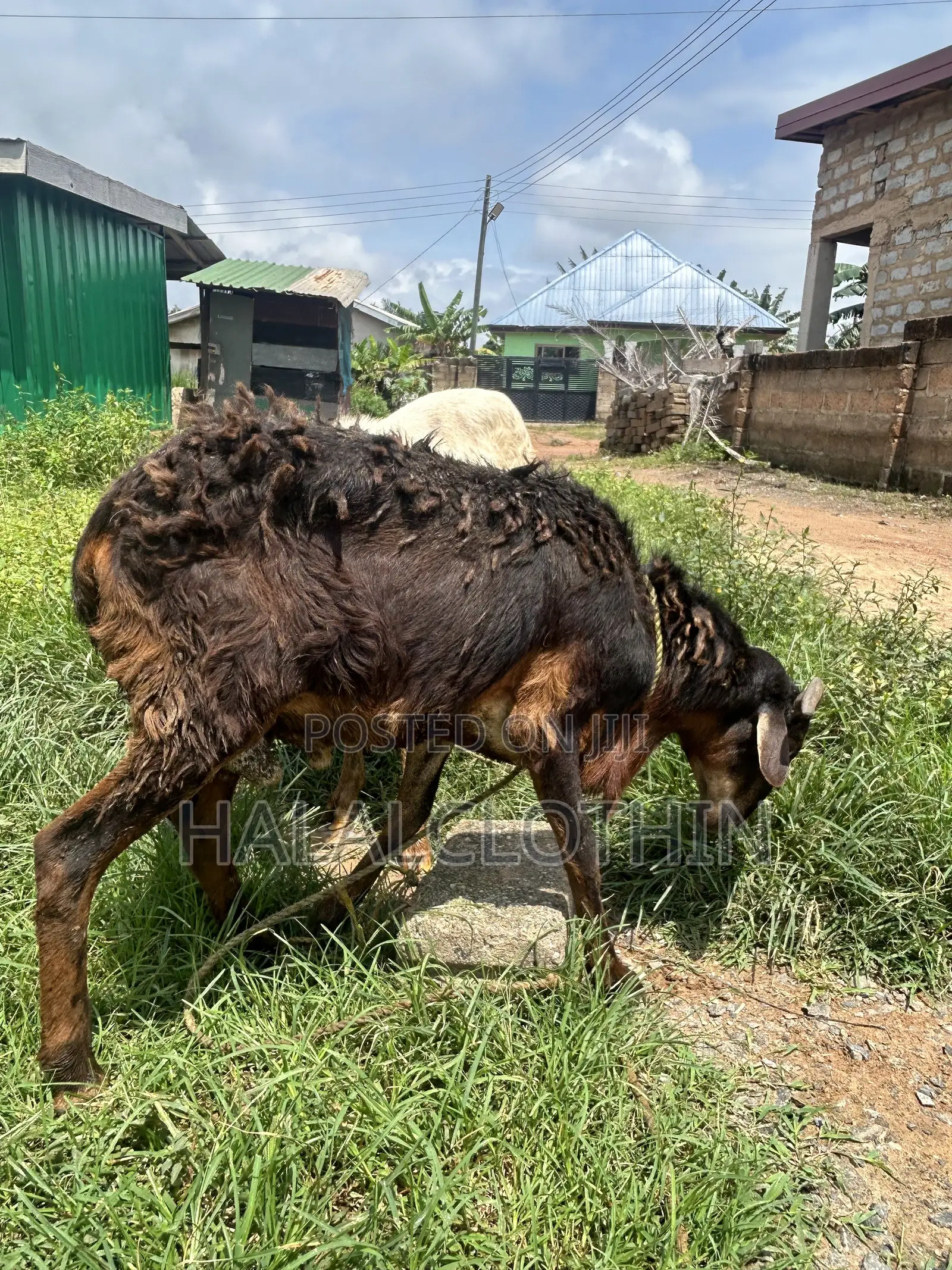 Male Ram Brown Mixed Black