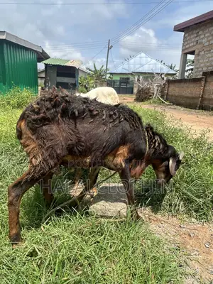 Male Ram Brown Mixed Black