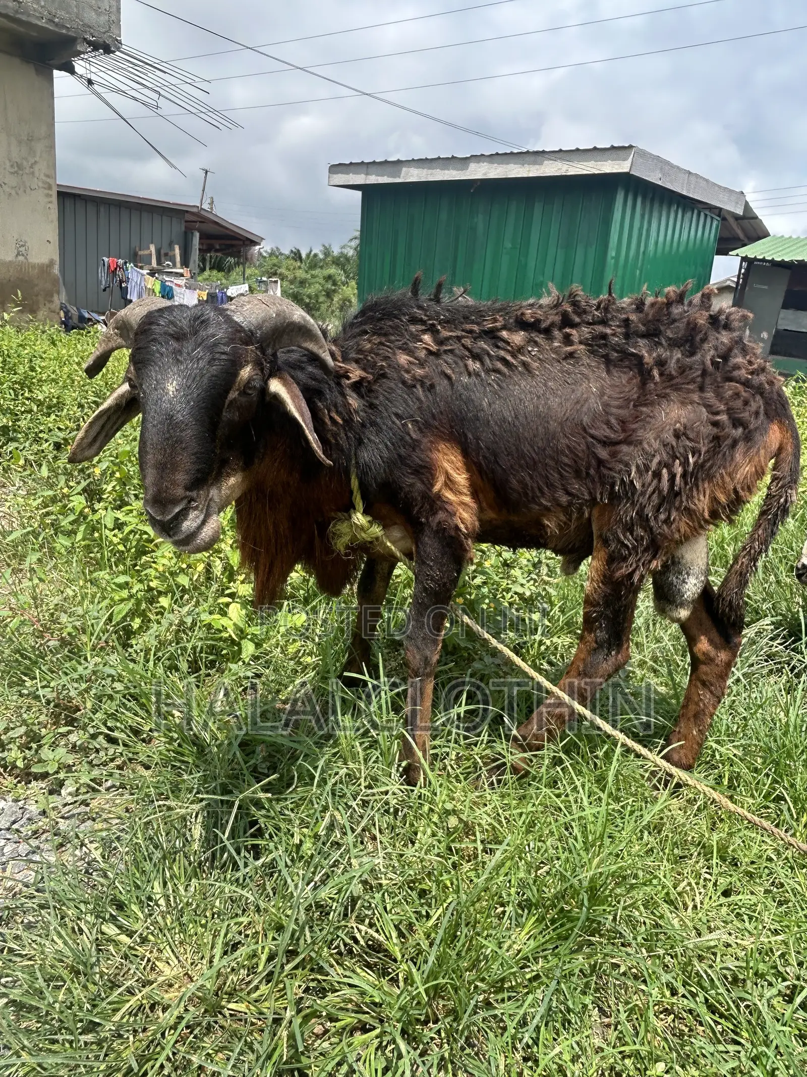 Male Ram Brown Mixed Black