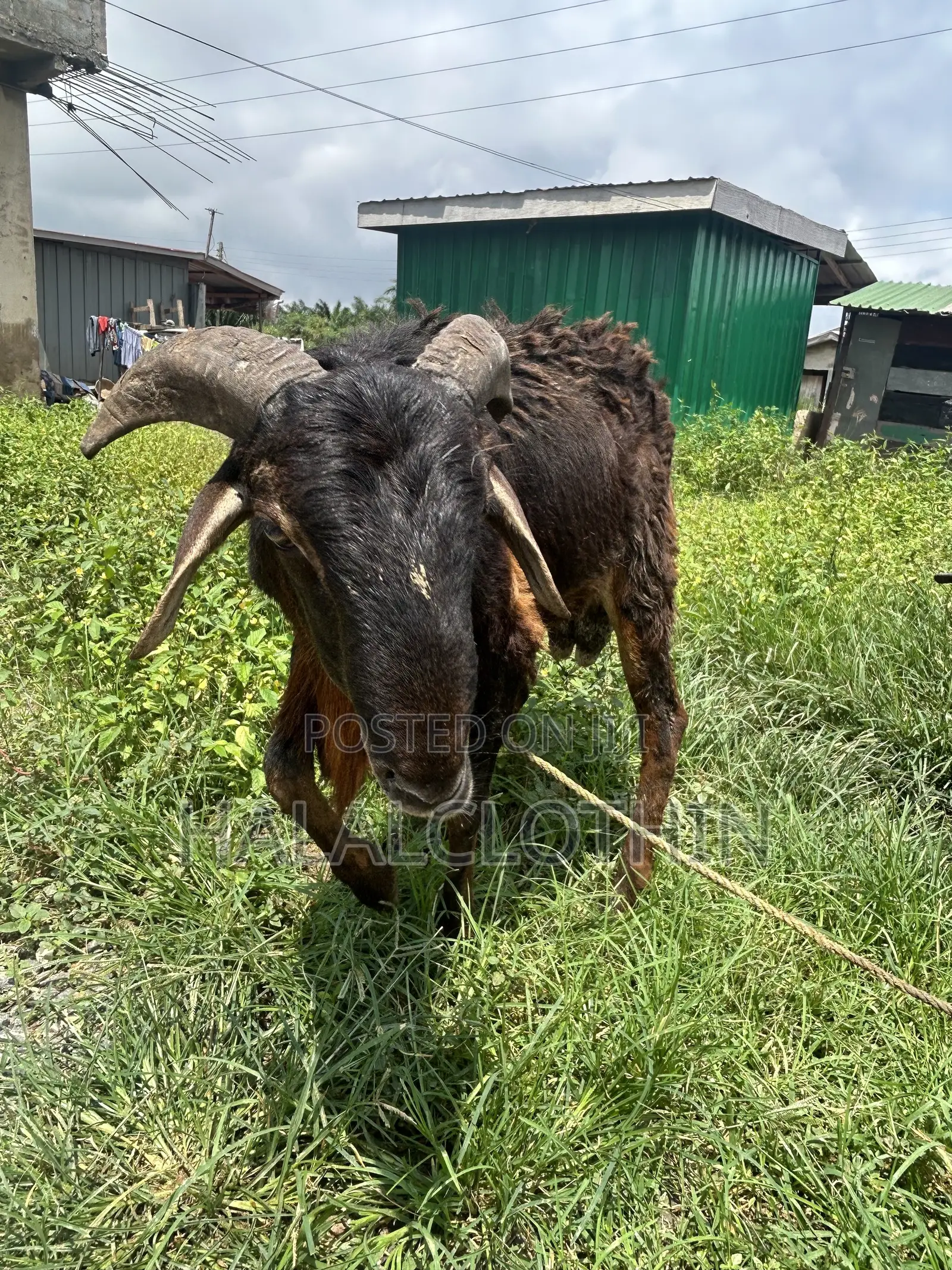 Male Ram Brown Mixed Black