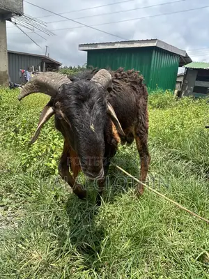 Male Ram Brown Mixed Black