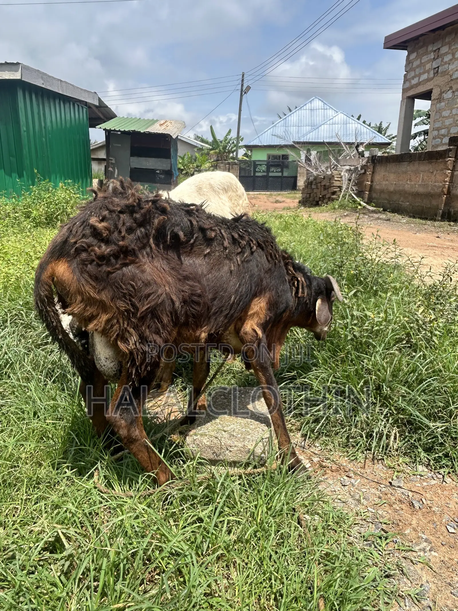 Male Ram Brown Mixed Black