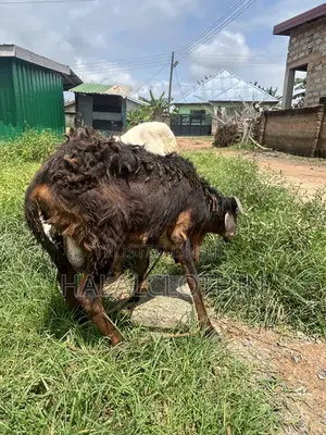 Male Ram Brown Mixed Black