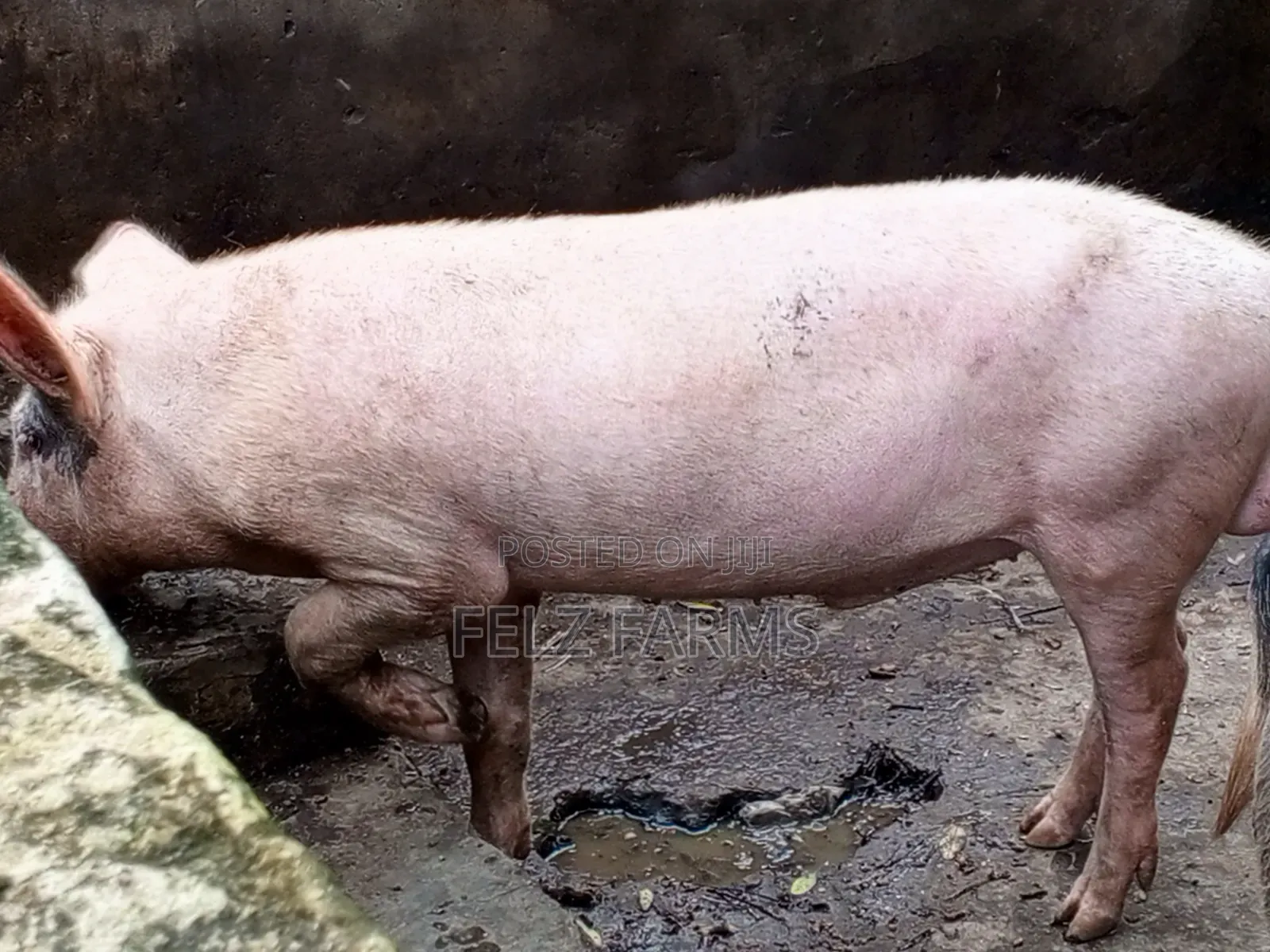 Order Your Pig or Pork