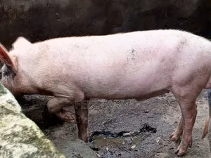 Order Your Pig or Pork