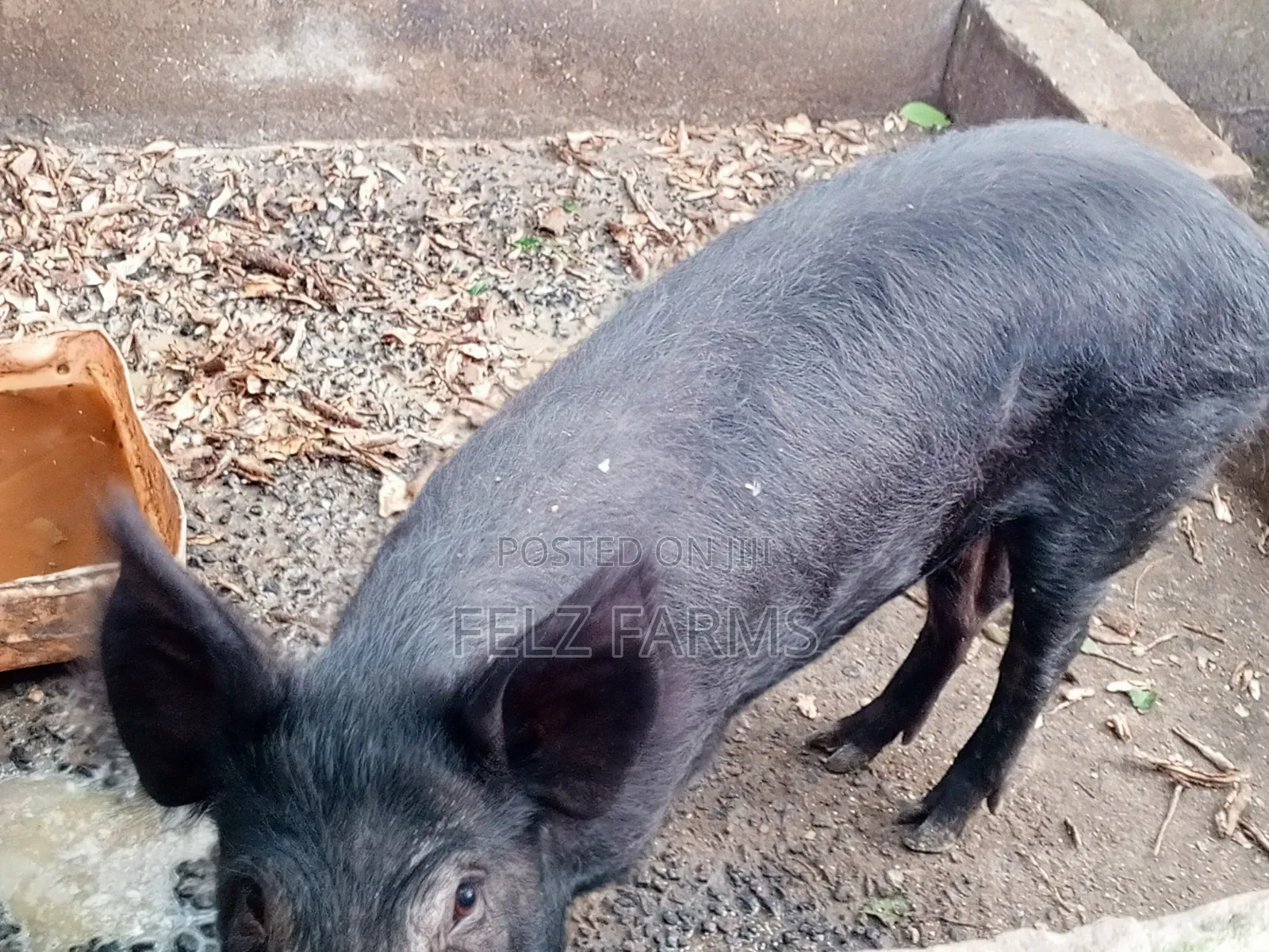 Order Your Pig or Pork