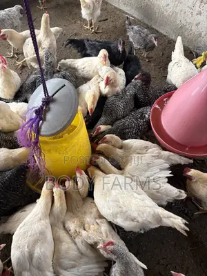 Live Birds