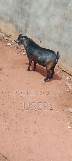 Goat For Sale