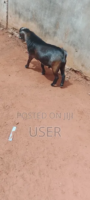 Goat For Sale