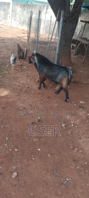 Goat For Sale
