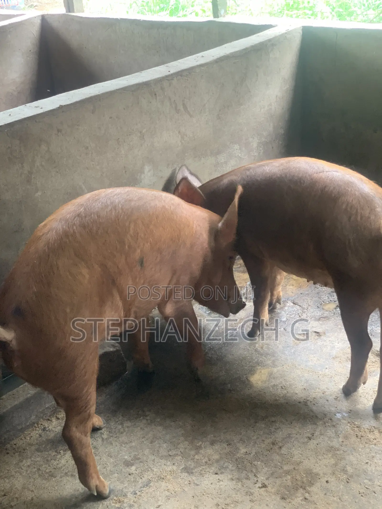 Pigs Available Now