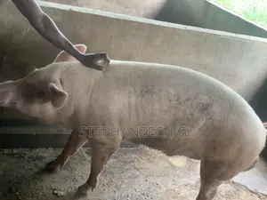 Pigs Available Now