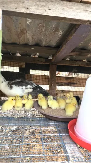 Muscovy Ducklings