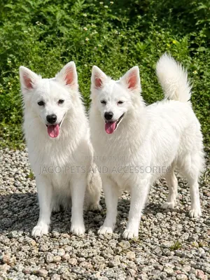 6-12 months Female Purebred American Eskimo