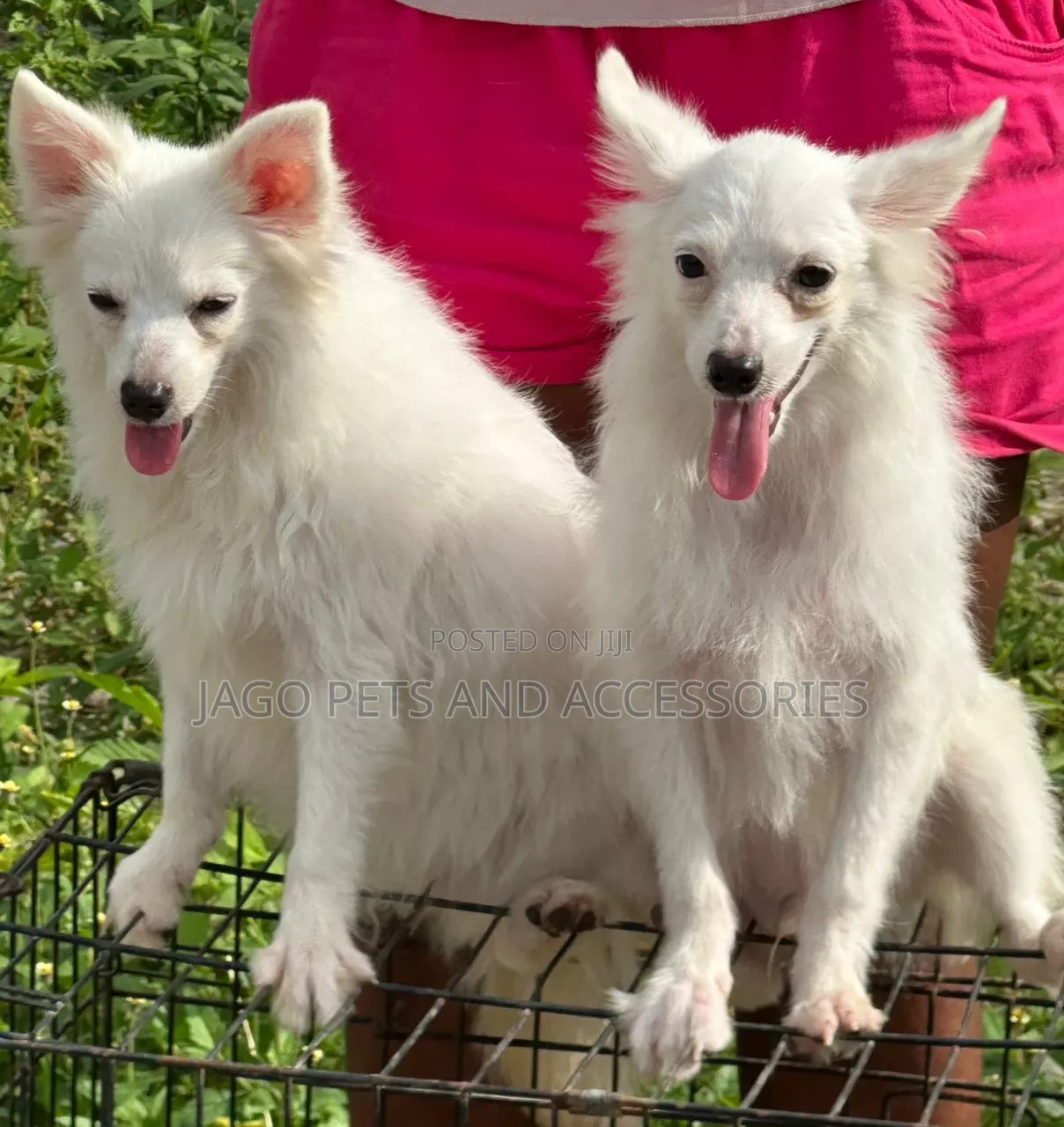 6-12 months Female Purebred American Eskimo