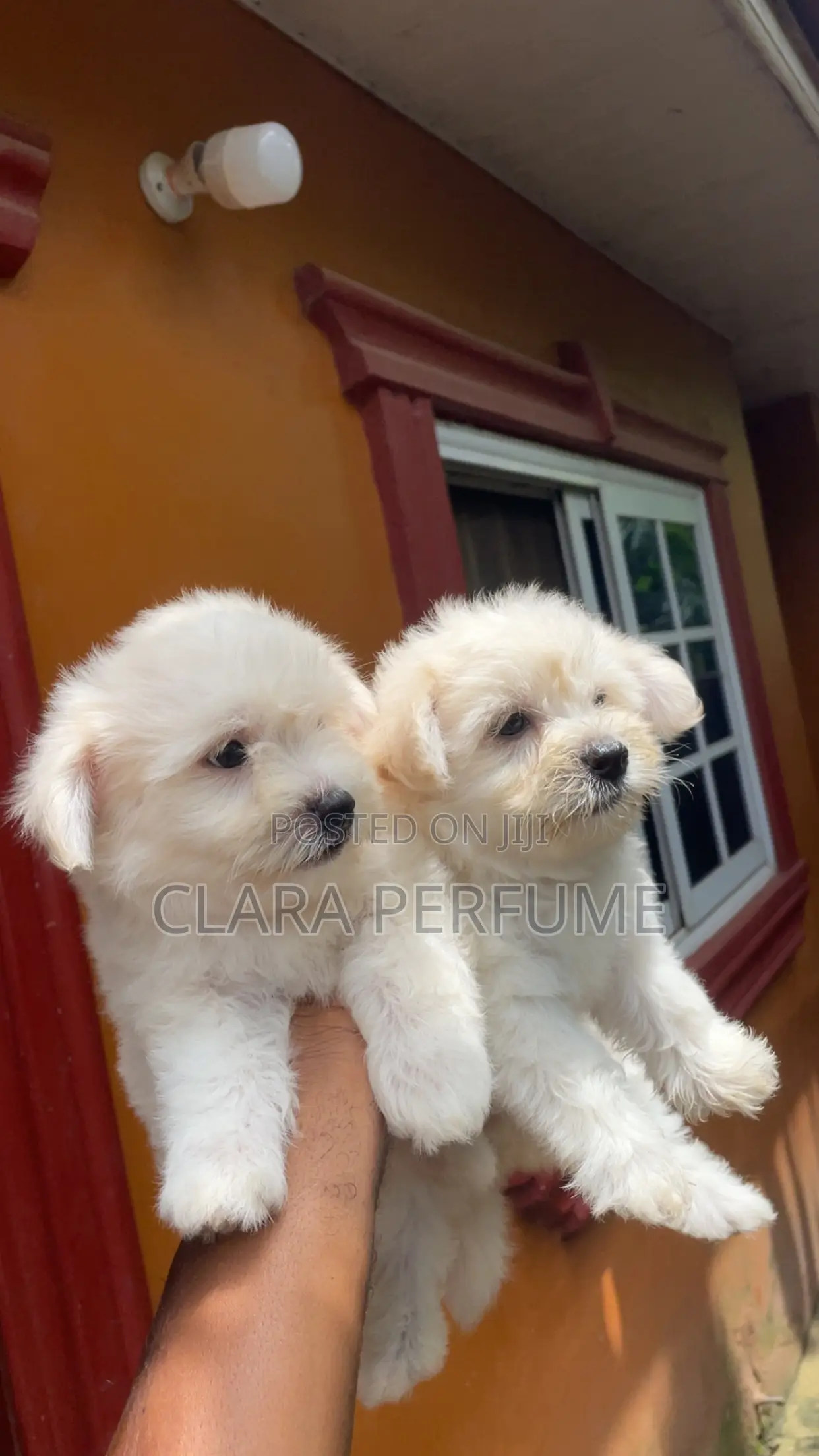 1-3 months Male Purebred Maltese
