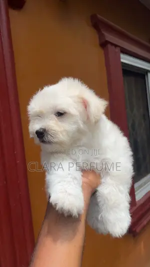 1-3 months Male Purebred Maltese