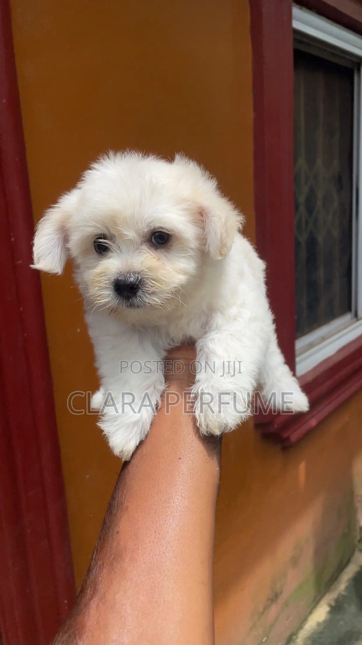 1-3 months Male Purebred Maltese