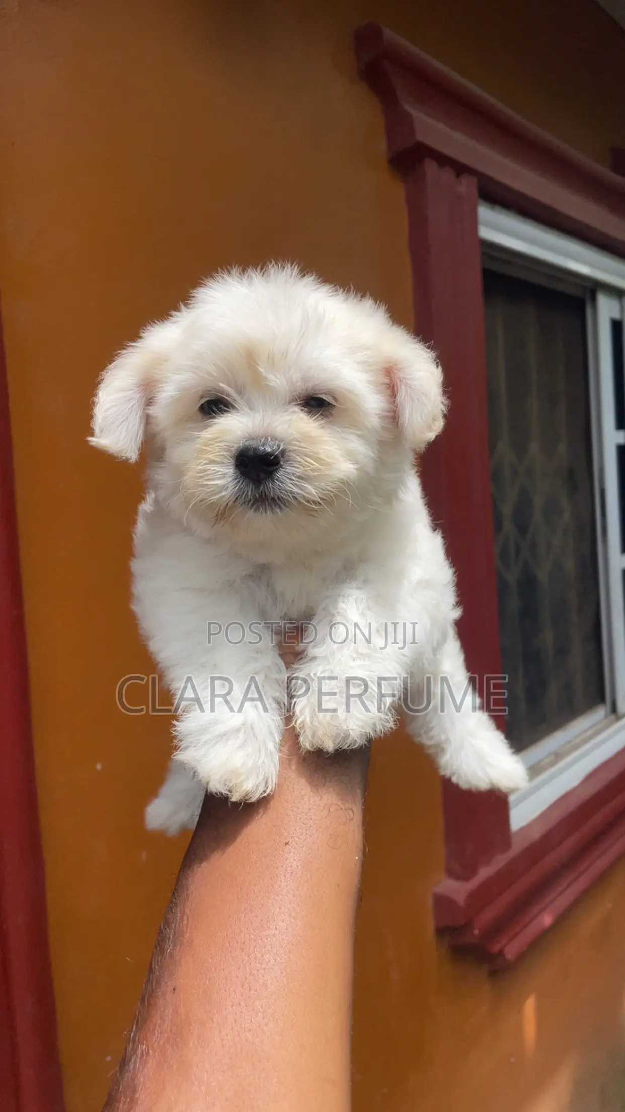 1-3 months Male Purebred Maltese