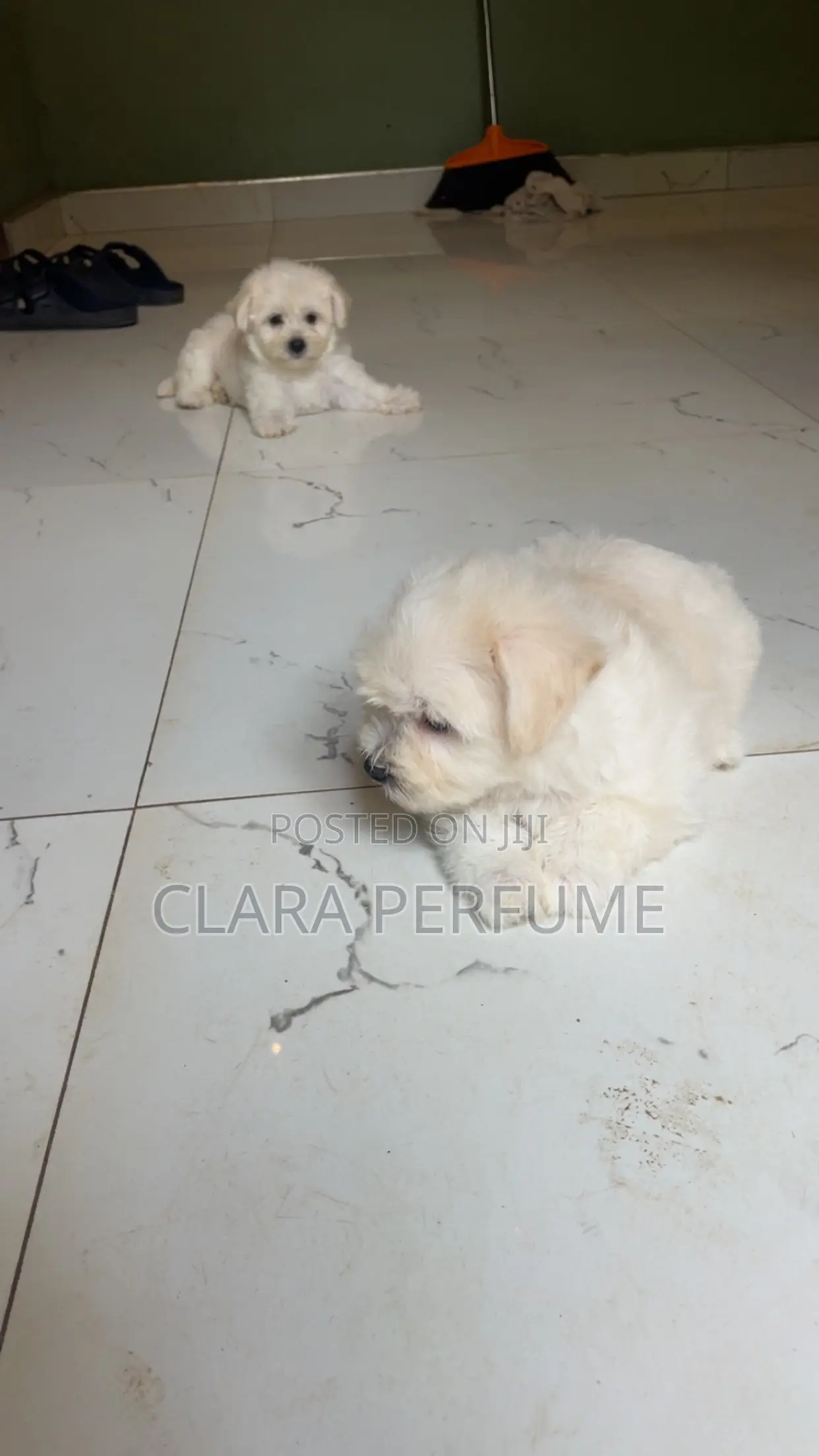 1-3 months Male Purebred Maltese