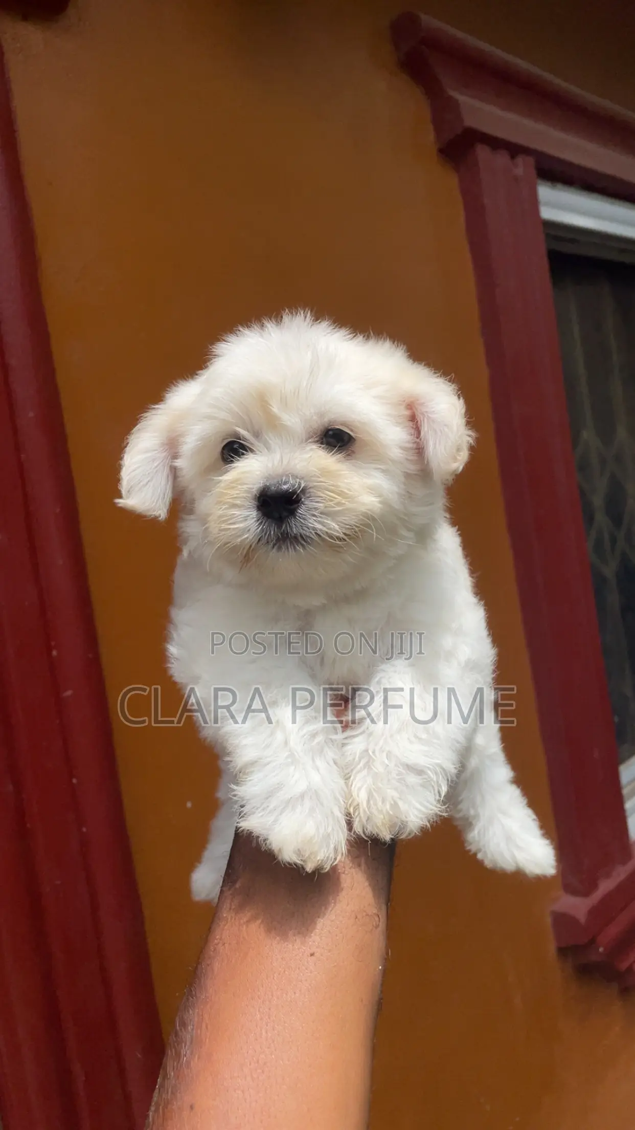 1-3 months Male Purebred Maltese