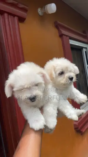 1-3 months Male Purebred Maltese