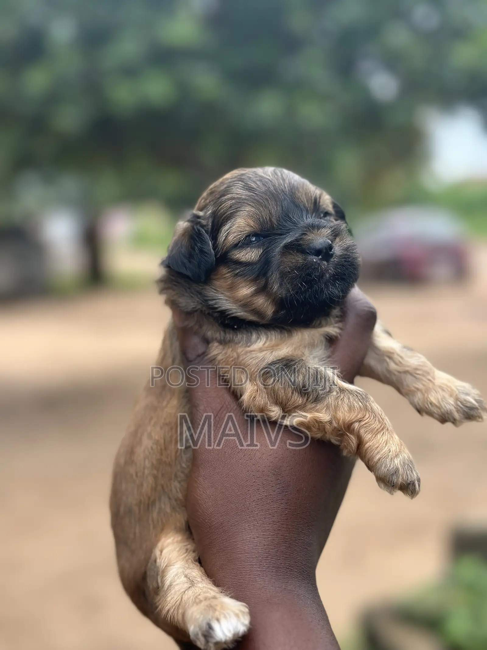 0-1 month Female Purebred Poodle