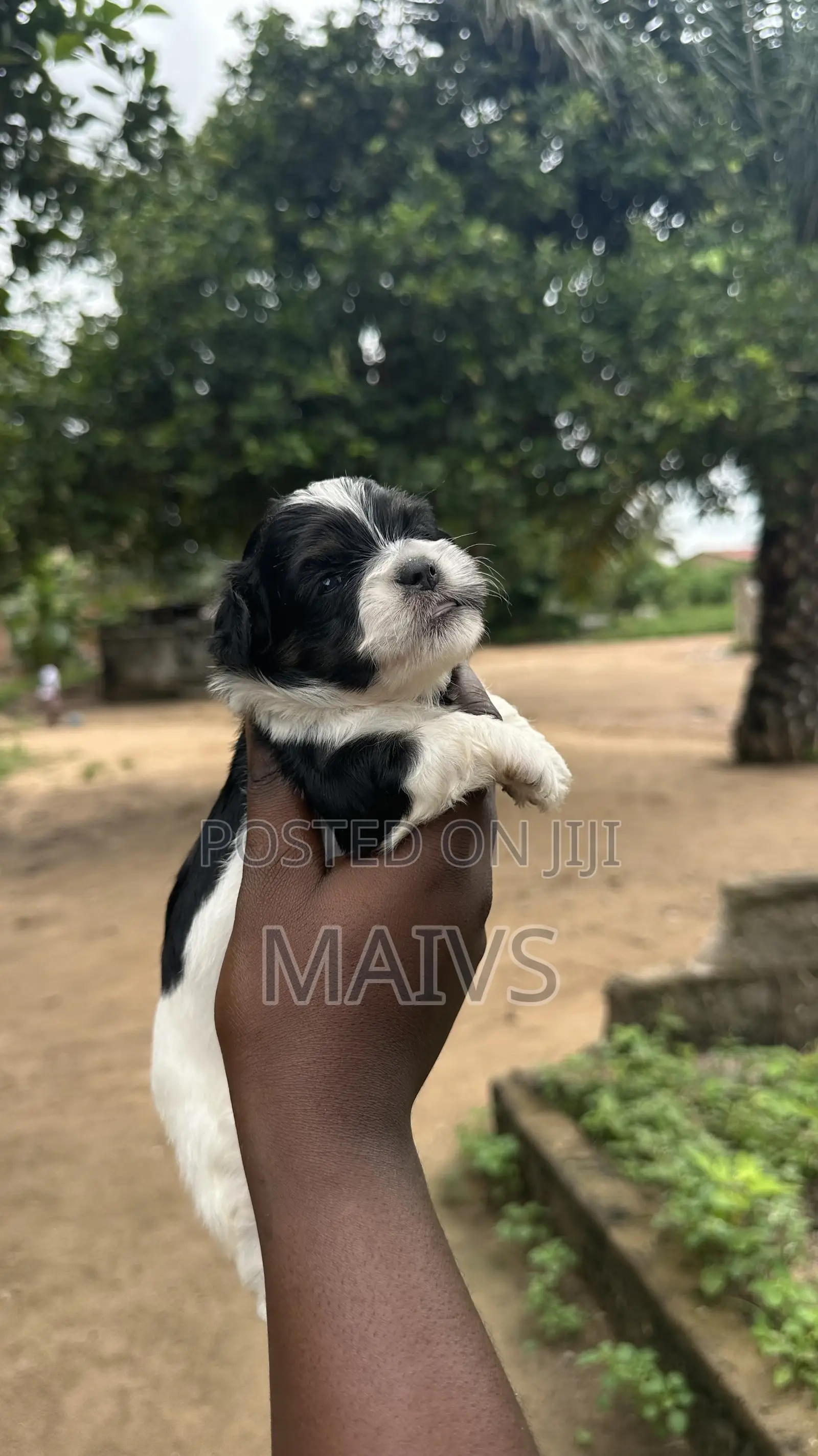 0-1 month Female Purebred Poodle