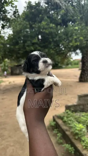 0-1 month Female Purebred Poodle