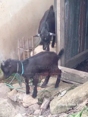 4 Months Goats for Sale