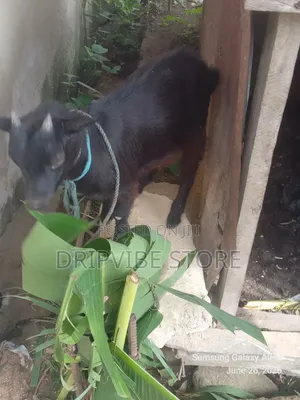 4 Months Goats for Sale