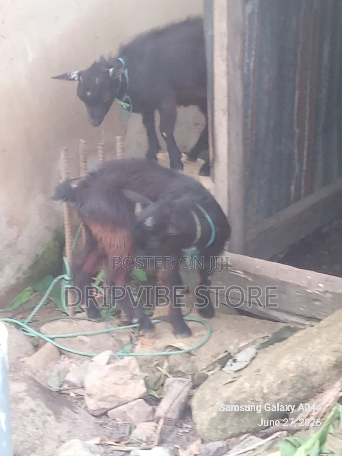 4 Months Goats for Sale