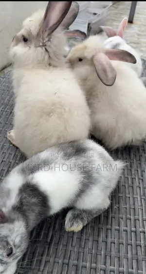 Healthy Bunnies
