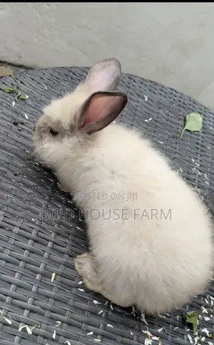 Healthy Bunnies