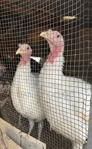 Healthy Turkeys