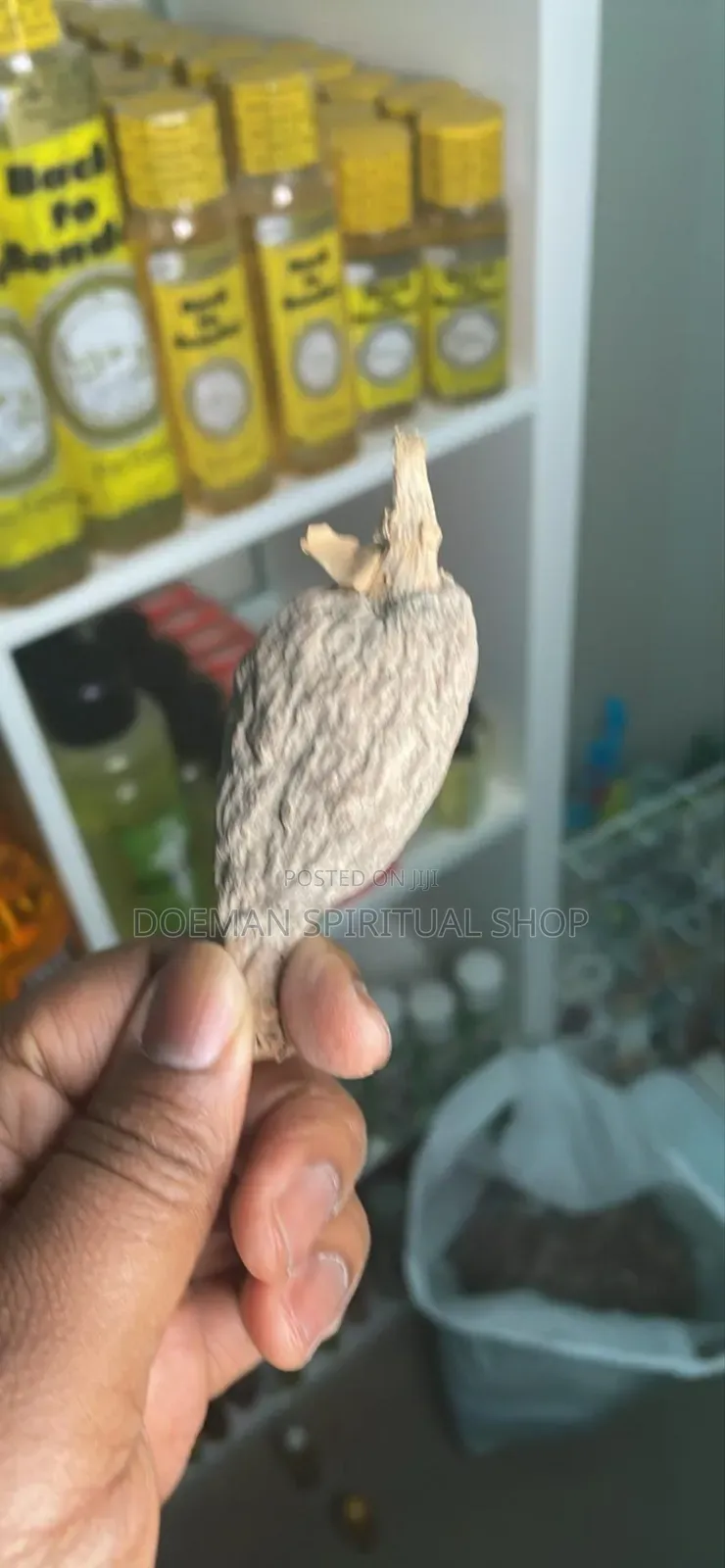 Full Alligator Pepper