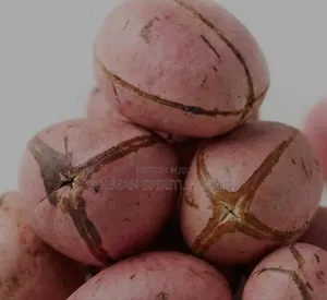Cola Nut (Goro)