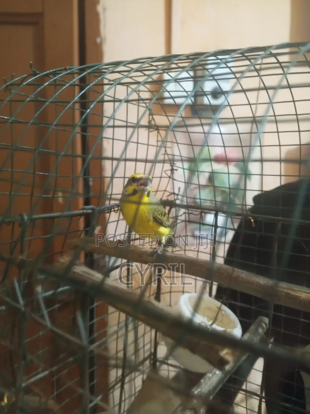Canary Bird With Cage