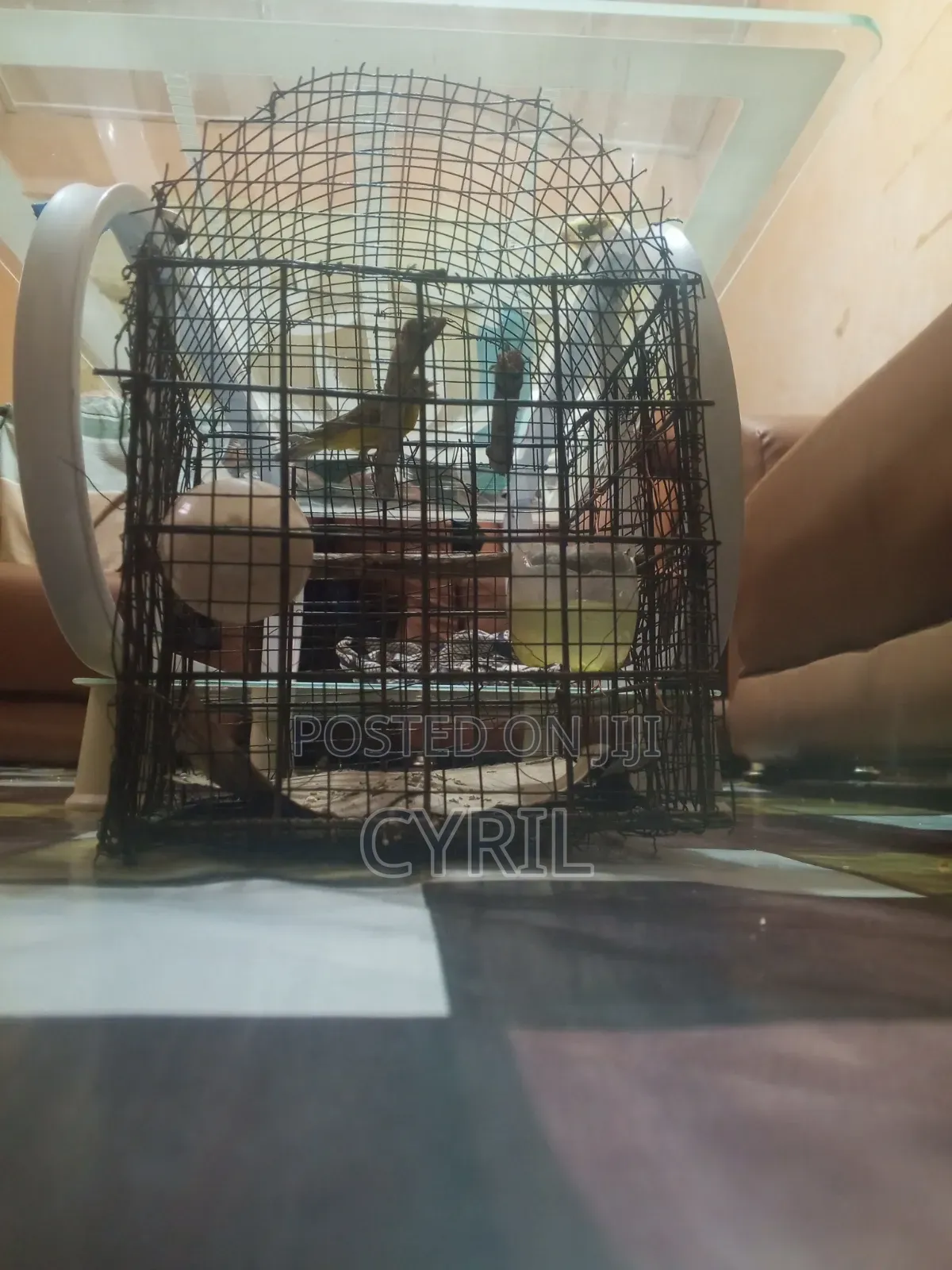 Canary Bird With Cage