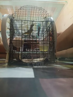 Canary Bird With Cage