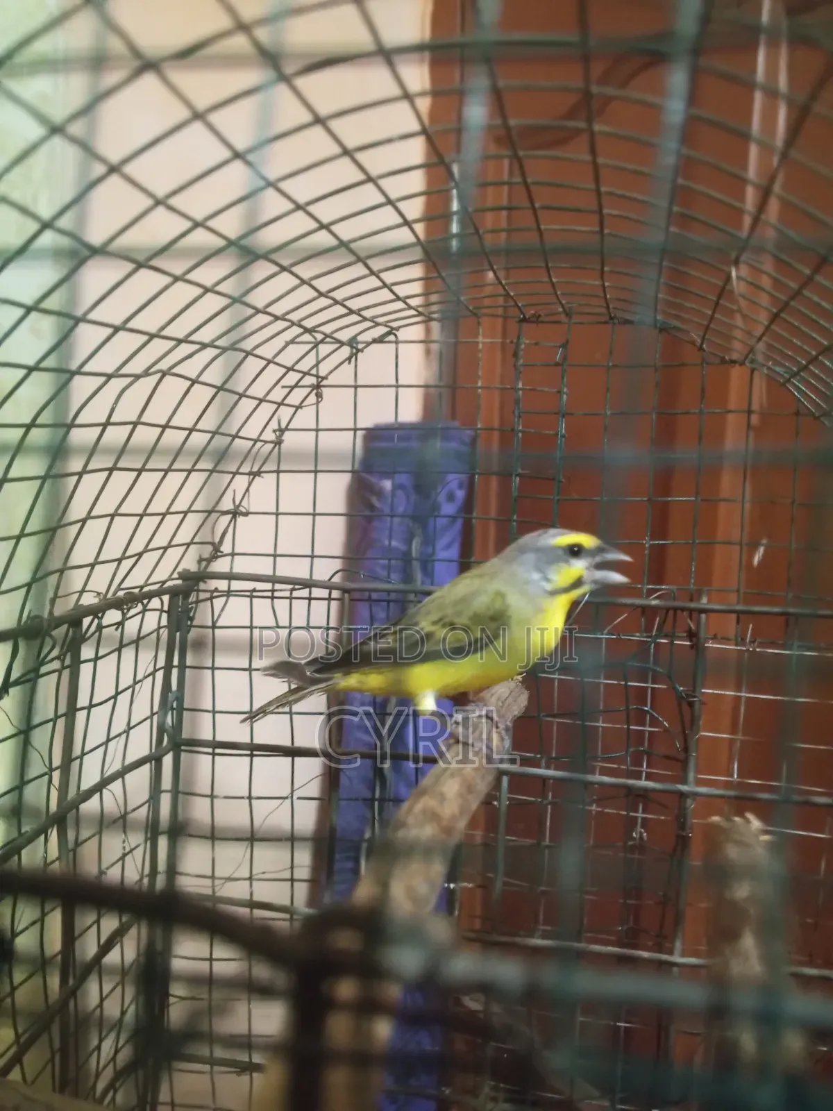 Canary Bird With Cage