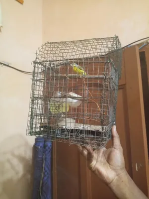 Canary Bird With Cage