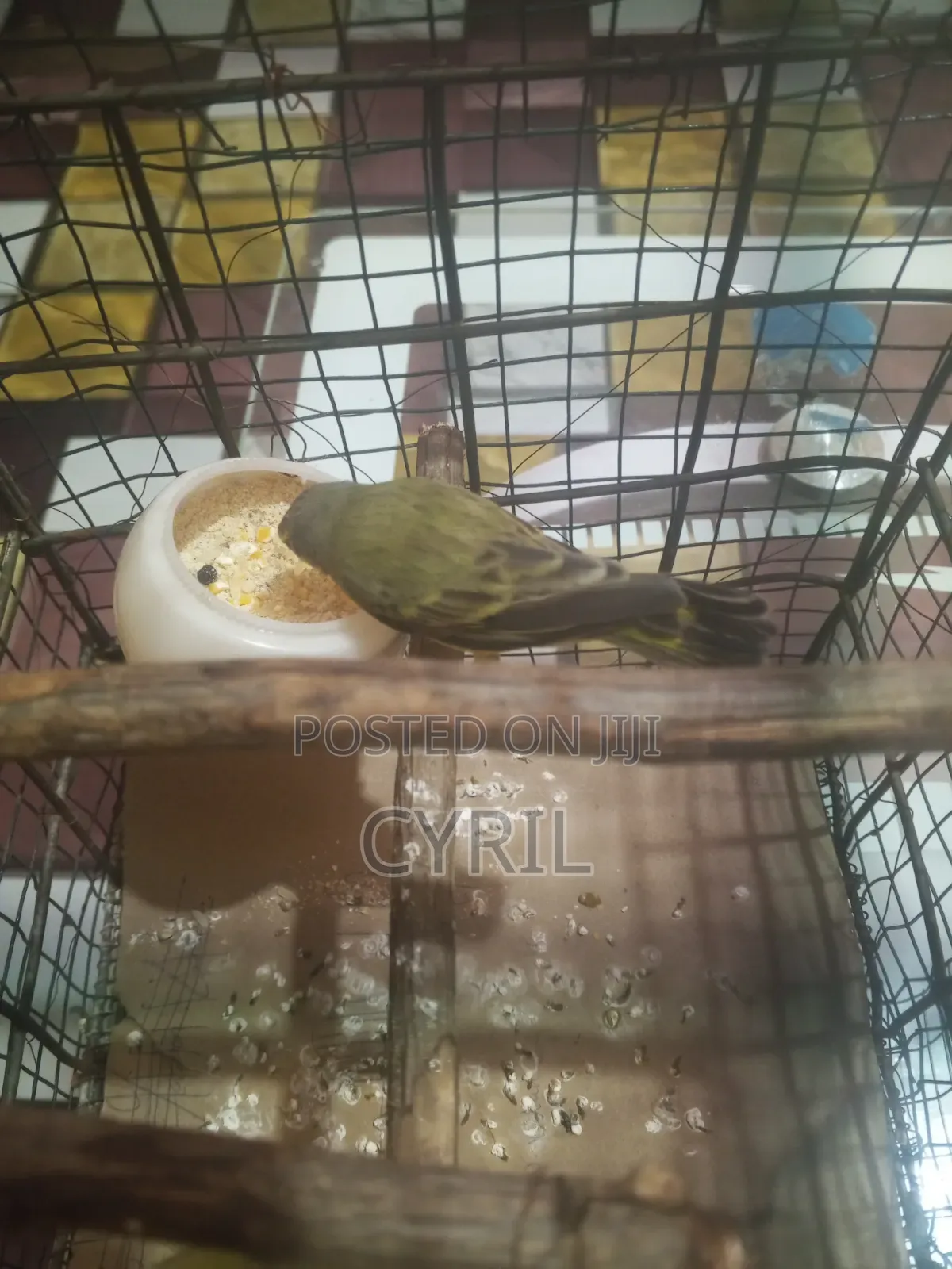 Canary Bird With Cage