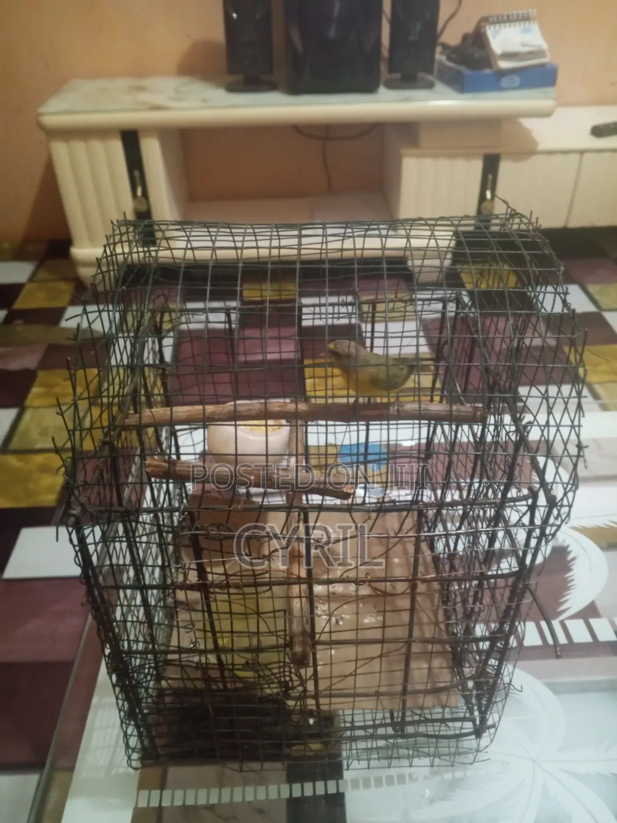 Canary Bird With Cage