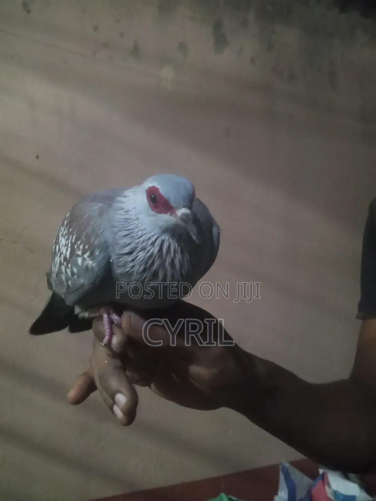 Spekled Pigeon