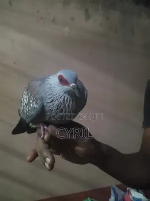 Spekled Pigeon